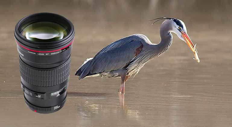 6 Useful Tips For Photographing Birds In Flight Bird Photography Life 6 Useful Tips For Photographing Birds In Flight Bird Photography Life